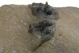 Three Onnia Trilobite Fossils - Blekos, Morocco #312764-4